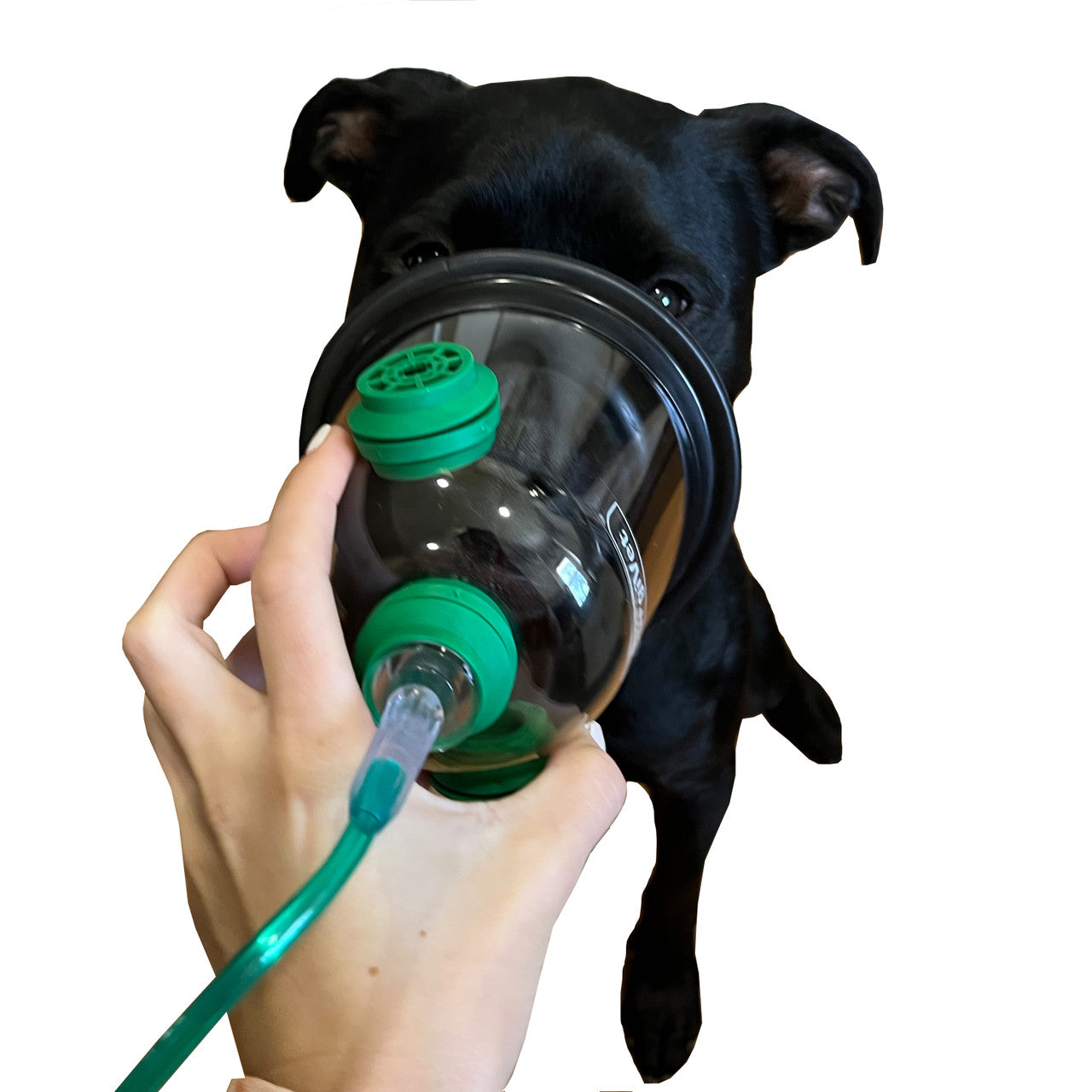 SurgiVet Recovery Canine Oxygen Mask, In use on dog