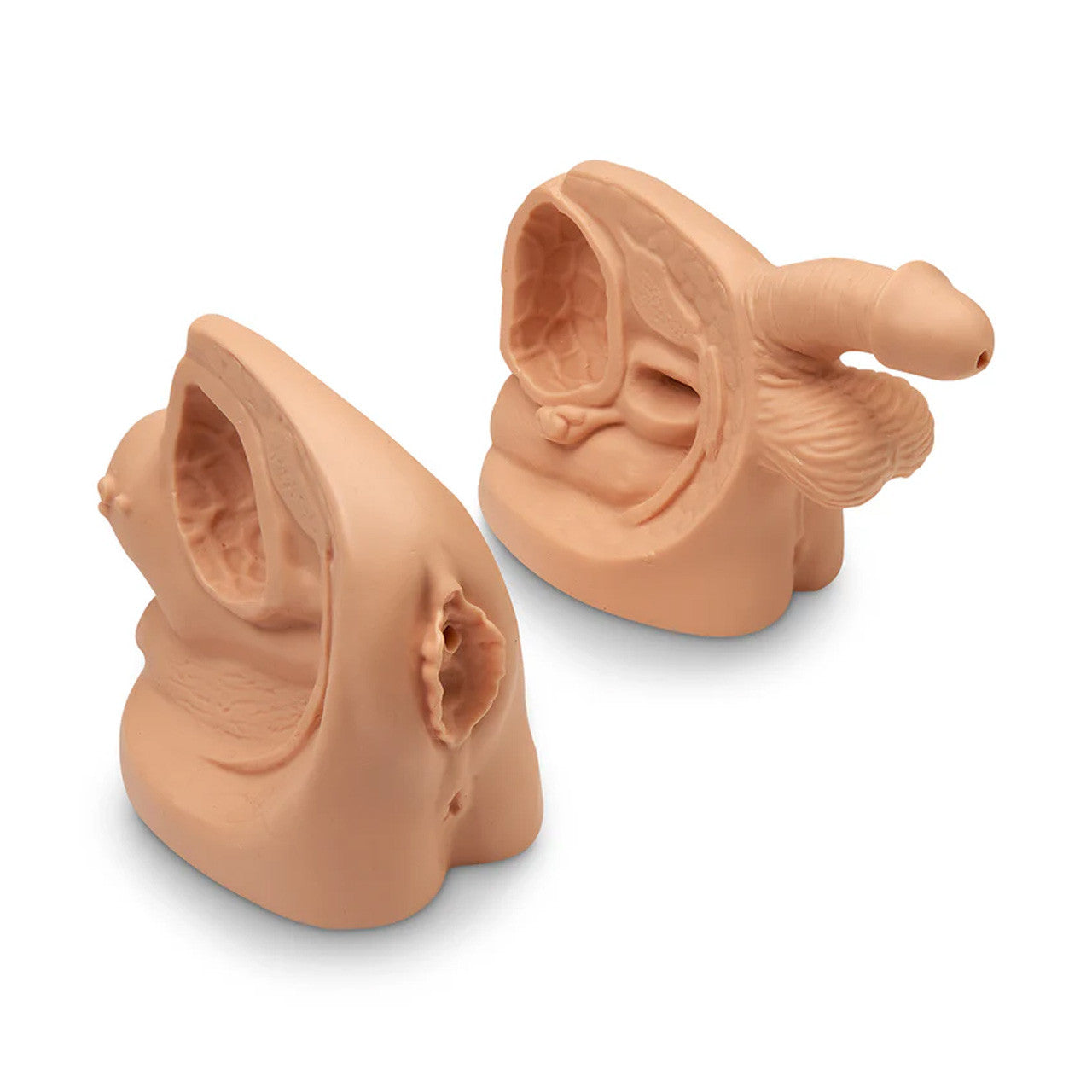 Life/form Male & Female Catheter Model Set