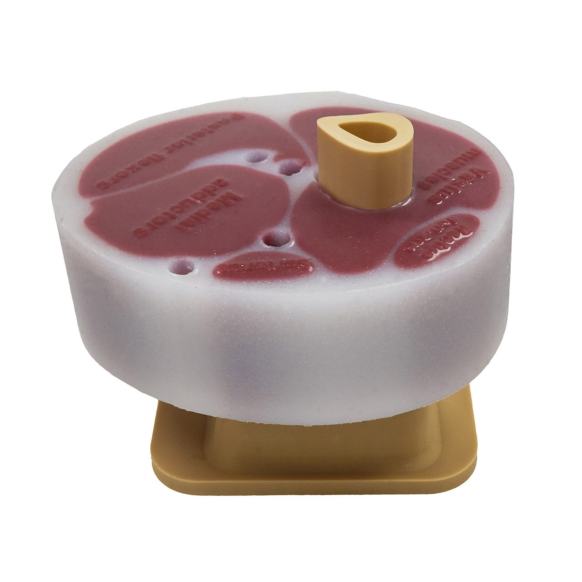 Slishman Tourniquet Trainer