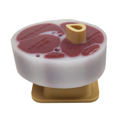 Slishman Tourniquet Trainer