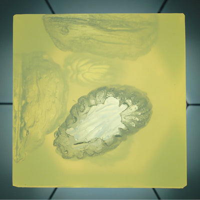 Wound Cube by Phokus Research showing simulated gunshot wounds various calibers