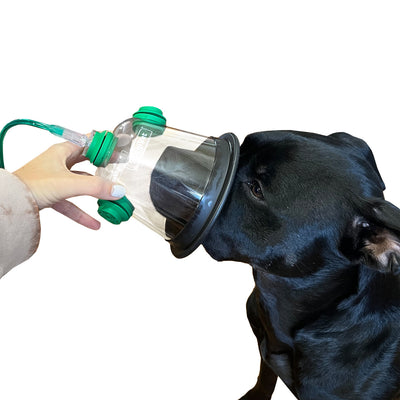 SurgiVet Recovery Canine Oxygen Mask, In use on dog