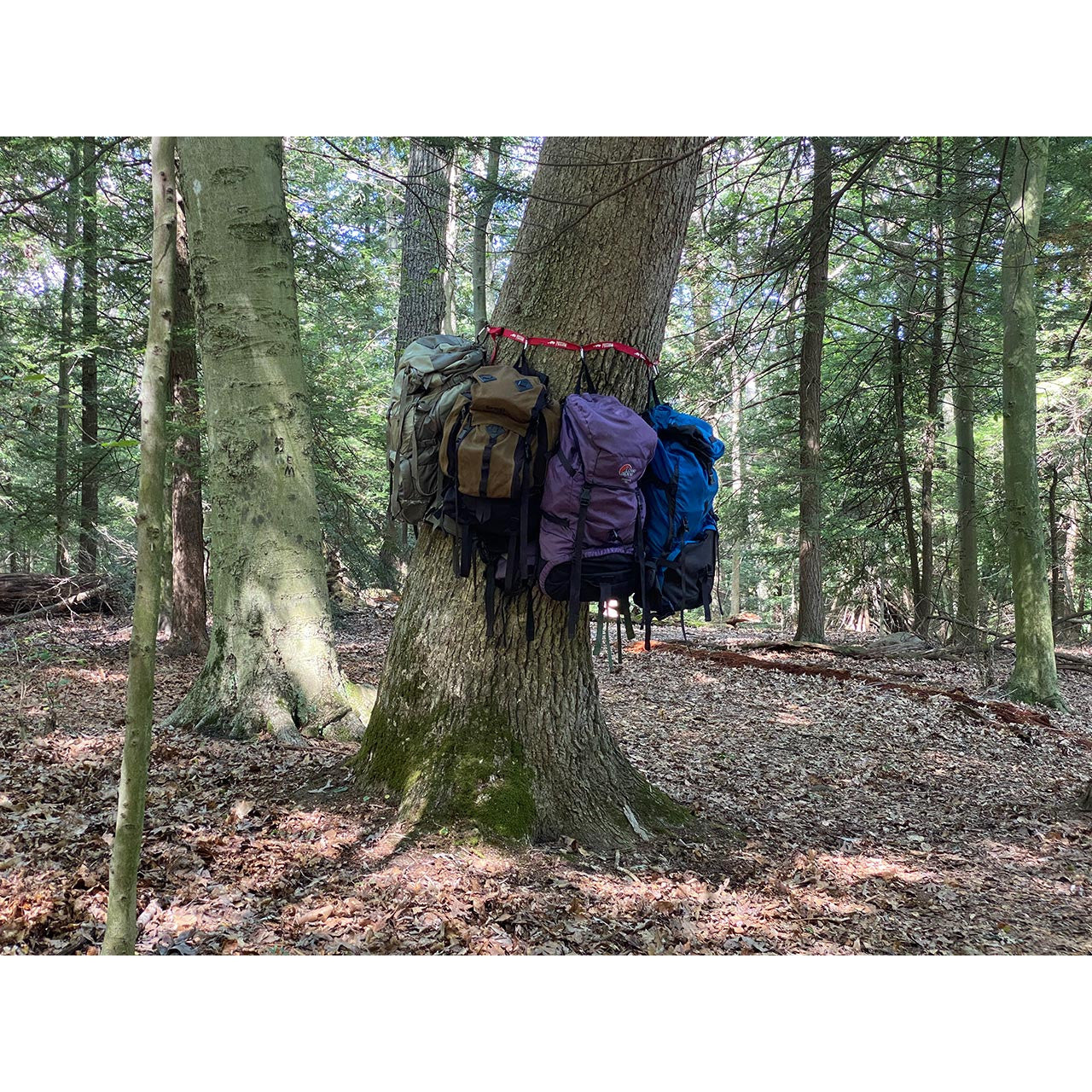 Possum Gearstrap Pack