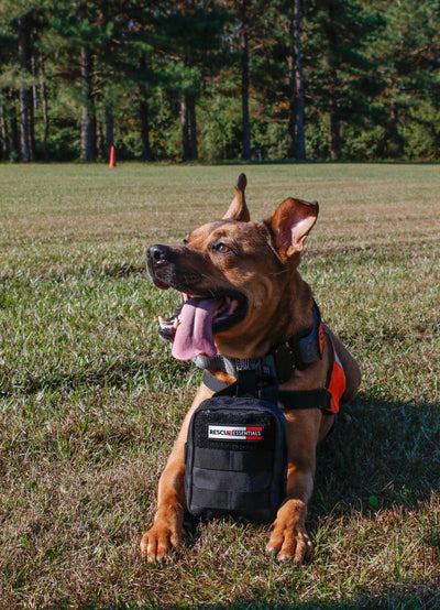 Search and Rescue Dog with K9 IFAK