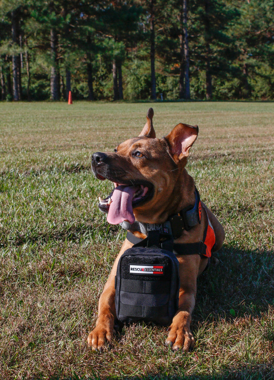 Search and Rescue Dog with K9 IFAK