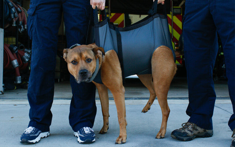 K9 Litters